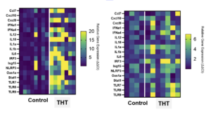 Gene Expression Heat Maps 